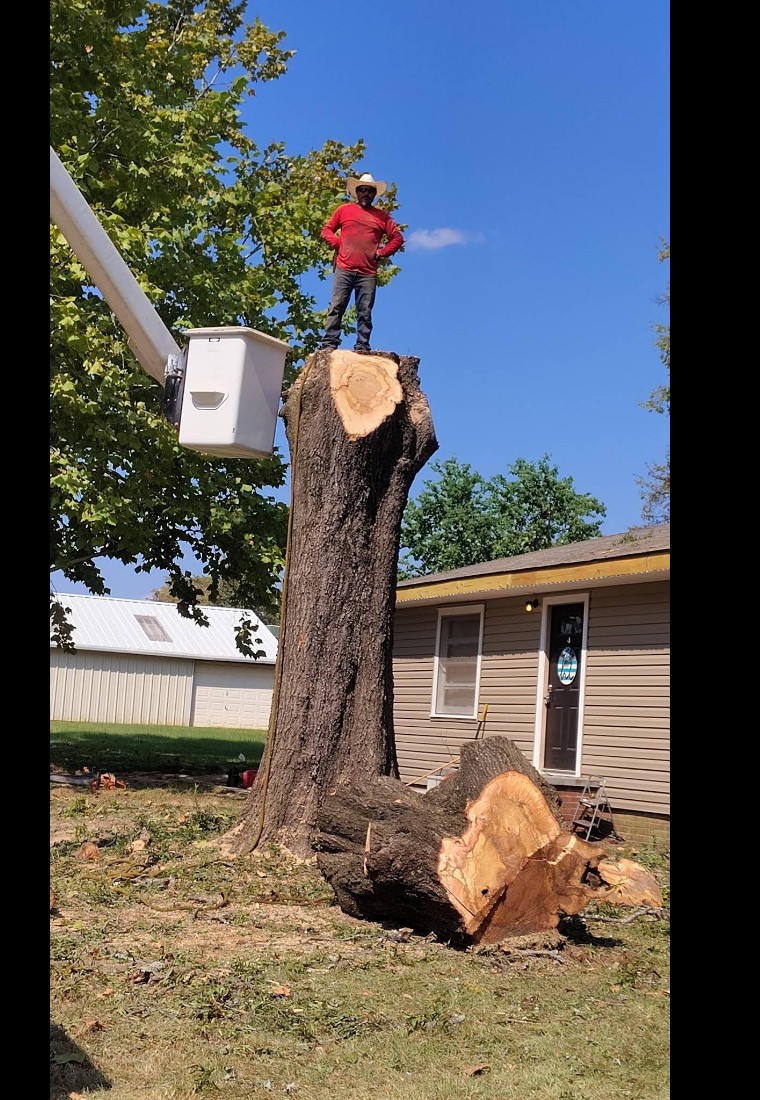Dominguez Tree Service crew member standing on a large cut tree stump with bucket truck