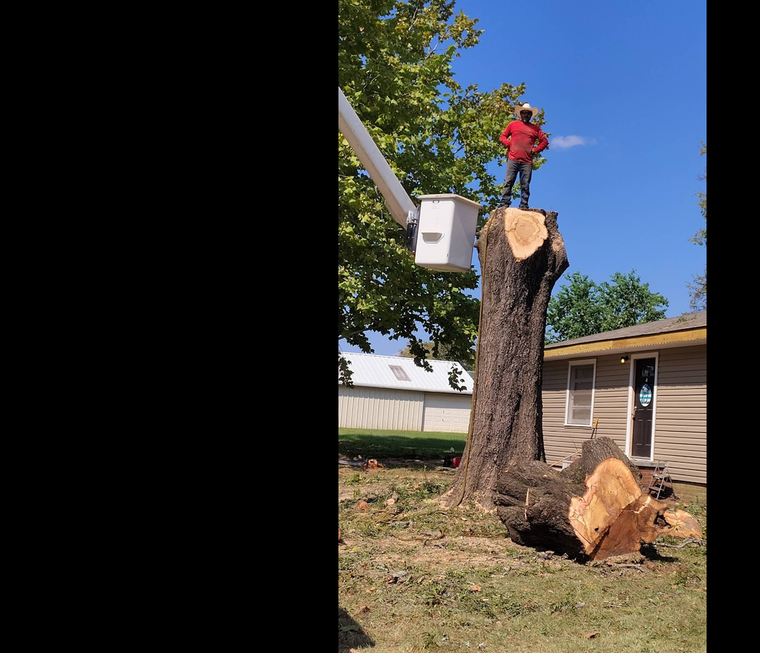 Tree Removal in Northeast Texas